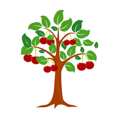 vector cherry tree isolated on white background