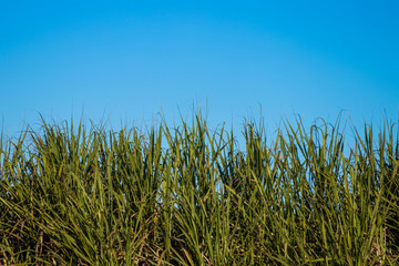 Sugar cane plantation