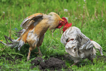 cocky red rooster pecks of white in the head during a fight