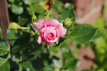Rosa, pink Rose