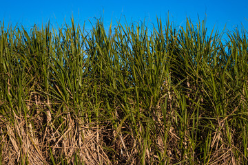 Sugar cane plantation