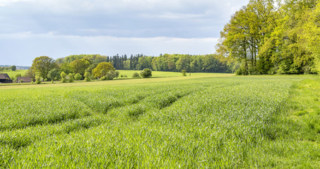 rural springtime scenery