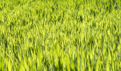 sunny illuminated grass