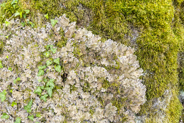 felt lichen on tree closeup