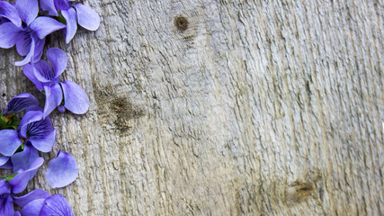 Gray aged tree and violet flowers of violets, background