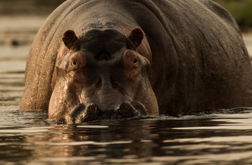 The Hippo