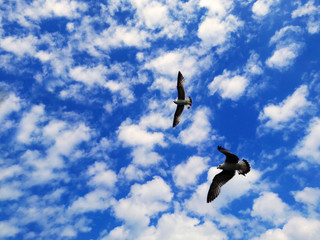 clouds on blue sky with seagulls