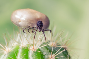 Filled with blood the tick sits on a cactus