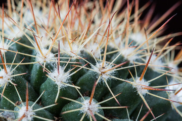 Cactus Texture