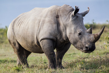 White Rhino Profile
