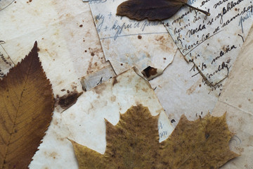 Still life. Top view of old paper with dry leaves. Recipe. Czech language. Translatio (top paper) baking powder (right paper) flour,until is, lets it cool down,are mixed of milk, yolks.