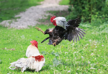evil rivals of the village cocks started a fight at the summer yard