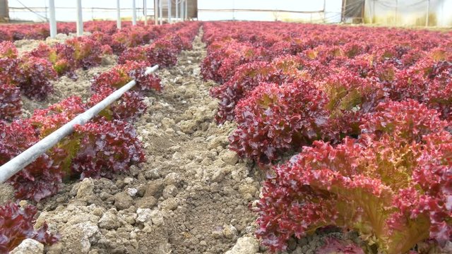 red lettuce growing  inside modern greenhouse