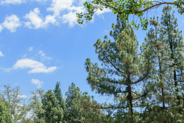 Fototapeta premium Pine tree in the summer sun