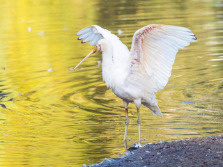 Yellow-Billed Spoonbill