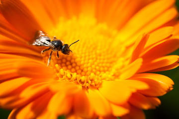 Small bee on a flower