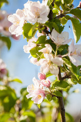 Blossoming cherry tree