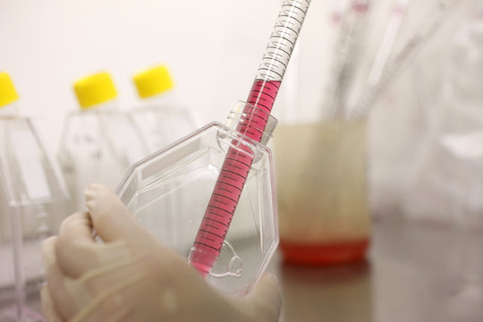 CELL CULTURE