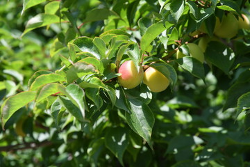 Plum fruit