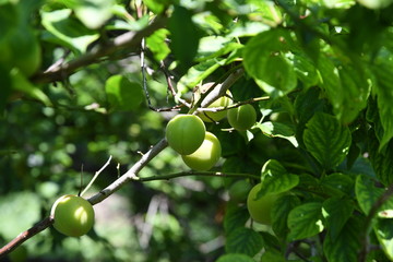 Plum fruit
