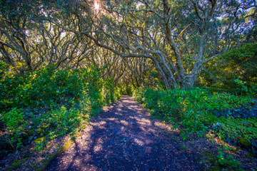 Beautiful passage way to the mountain at volcanic Rangitoto Island, in a sunny day perfect for hiking