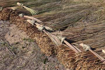 Fototapeta na wymiar Bundles harvested reed are drying