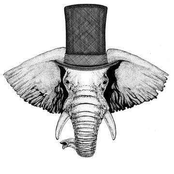African or indian Elephant wearing cylinder top hat