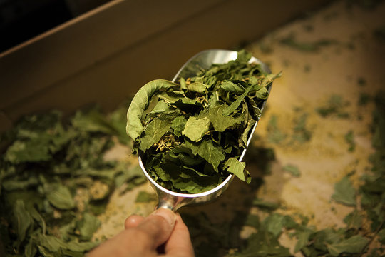 HERBALIST