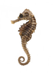 Closeup of a sea horse swimming on a white background - 159378212