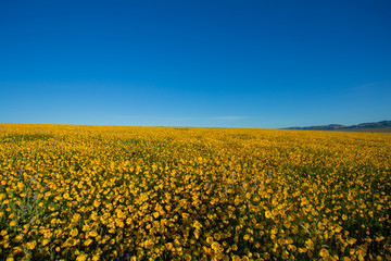 Carrizo Plain Wildflowers 2017