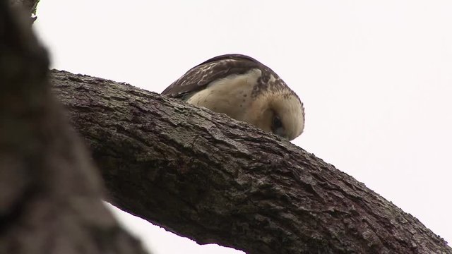 Hawaiian Hawk eating a bird