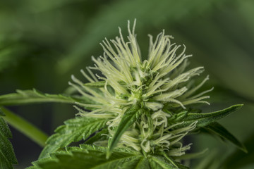 Marijuana young bloom with black background