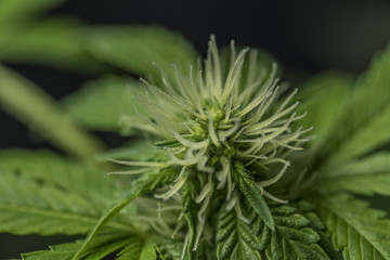 Marijuana young bloom with black background