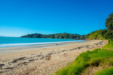 Obraz premium White Sand Beach on Waiheke Island, New Zealand with a beautiful blue sky in a sunny day with some houses behind