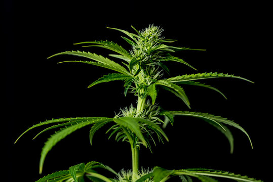 Fototapeta Marijuana young bloom with black background