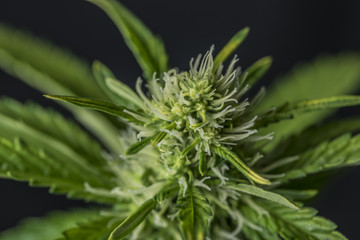 Marijuana young bloom with black background
