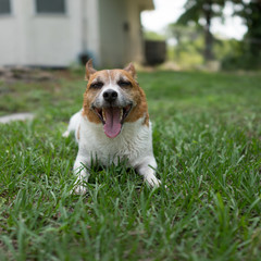 Wet dog smiling after bath on grass