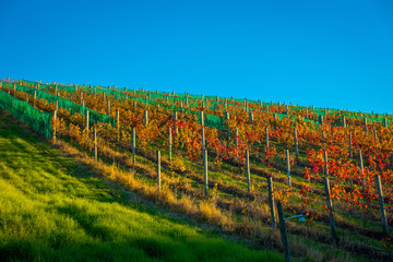 Fototapeta premium Raw vineyard vertical panoramic view on Waiheke Island, Auckland, New Zealand in a beautiful blue sky
