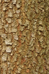 brown and green bark texture for background