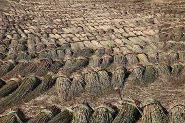 Bundles harvested reed are drying