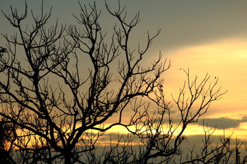 Fototapeta premium silhouette shadow tree on sunset sky feel like alone