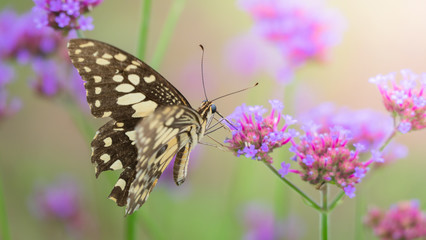 Beautiful Butterfly on Colorful Flower