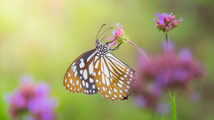 Beautiful Butterfly on Colorful Flower