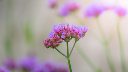 Fototapeta premium Beautiful Butterfly on Colorful Flower