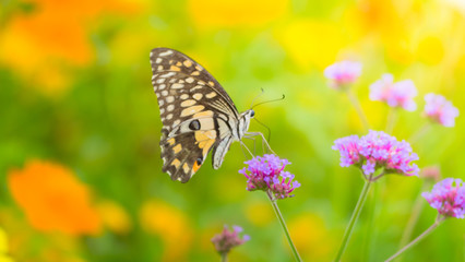 Beautiful Butterfly on Colorful Flower