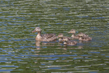 Mallard Duck & Ducklings