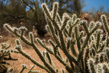 Buckhorn Cholla (Cylindropuntia acanthocarpa)