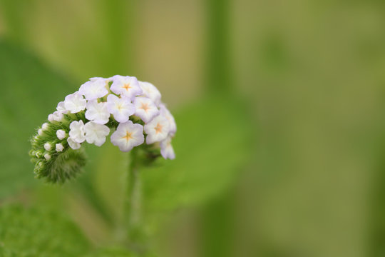 Abstract soft blurred and soft focus of Alacransillo, Eye bright, Indian Heliotrope, Indian Turnsole, Turnsole,Heliotropium indicum,Boraginacceae,flower with the green copy space background.