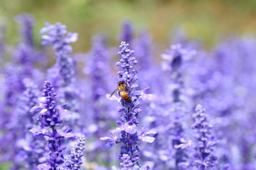 Naklejka premium Bee eating nectar at purple little flowers in garden
