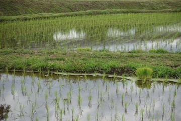田んぼ